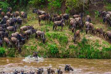Wildebeests (Connochaetes) crossing Mara river at the Serengeti national park, Tanzania. Great migration. Wildlife photo