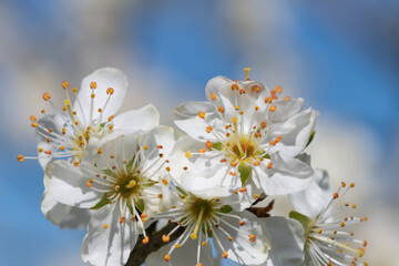 Close up of chickasaw plum (prunus angustifolia) blossom