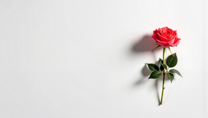 Blooming red rose isolated on white background  