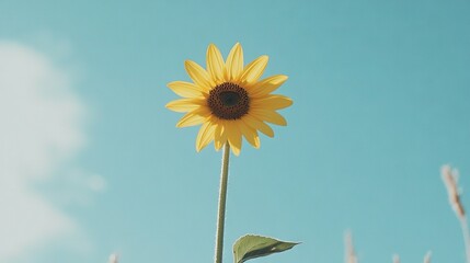 Fototapeta premium Sunflower in tall grass with blue sky