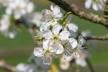 Close up of chickasaw plum (prunus angustifolia) blossom