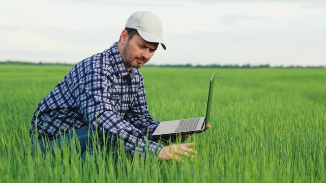 entrepreneur farming, farmig modern technology, farmer agronomist with laptop working wheat field, green wheat, working farmer working green farm summer, male agrotechnician digital laptop, farming