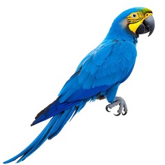 Obraz premium A brilliantly colored blue parrot sits against a plain background