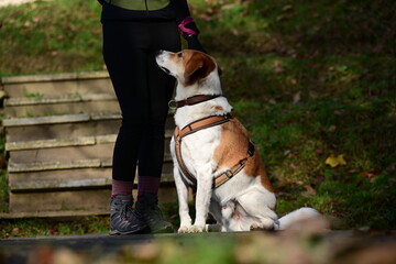 Gescheckter Hund blickt treu zu seiner Besitzerin auf, Detail