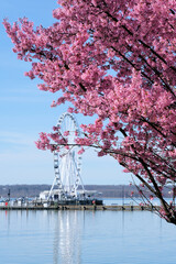 Cherry trees blossoming; a Ferris wheel in the far background
