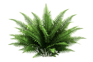 Lush green fern with vibrant fronds on a transparent background