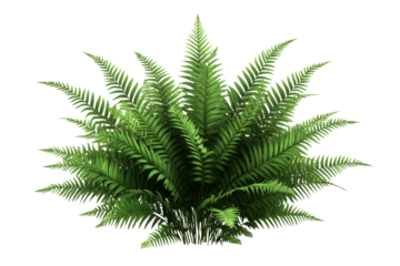 Lush green fern with vibrant fronds on a transparent background