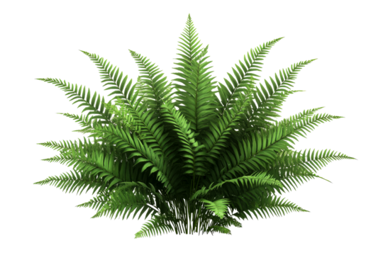 Lush green fern with vibrant fronds on a transparent background
