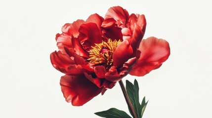 Obraz premium Red peony flower isolated on white background