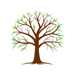 tree with leaves isolated on transferring background