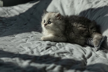 Adorable Fluffy Kitten Relaxing on a Cozy Bed with Soft Textures and Gentle Light Shining Through,...