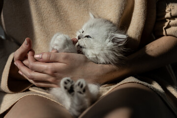 A Cozy Moment: A Person Holding a Cute White Kitten in Their Hands While Relaxing in Sunlight,...