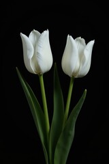 Two elegant white tulips on a black background. Perfect for greeting cards, websites, and print designs.