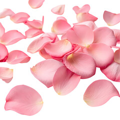 Pink Rose Petals Background Image