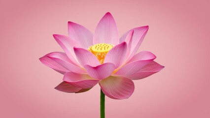 Fototapeta premium Lotus flower with pink petals and yellow center against soft pink background Represents peace, serenity, and beauty in nature
