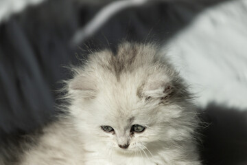 Adorable fluffy kitten gazing downward, its light gray fur illuminated softly by natural sunlight,...