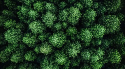Dense forest canopy from above. Lush green trees fill the frame