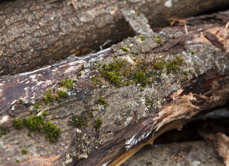 Moss-covered decaying tree logs in nature
