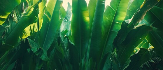 The close up view of many large green leaves