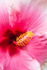 pink hibiscus flower outdoor in sunny backyard, close-up shot