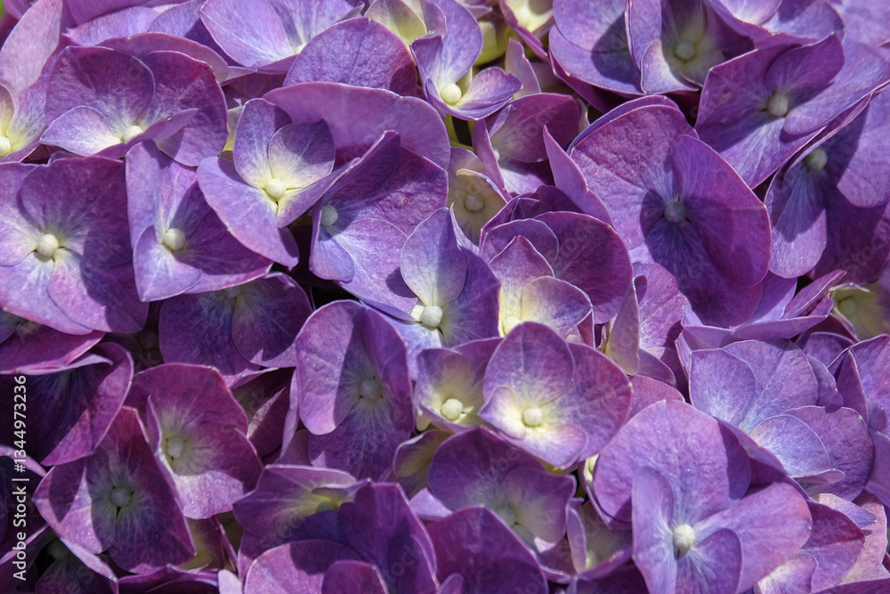 Poster close up of the pattern and texture of a blooming hydrangea macrophylla flower. for graphic design, 