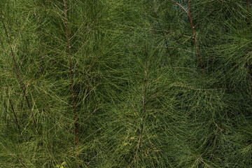 green pine needles background