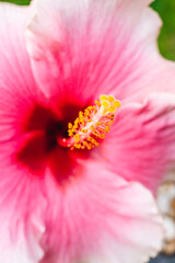 pink hibiscus flower outdoor in sunny backyard, close-up shot