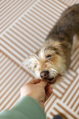 The dog has been given a second chance at a happy life, the dog feels confident and happy in its...