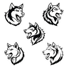 Fototapeta premium Alaskan Malamute
