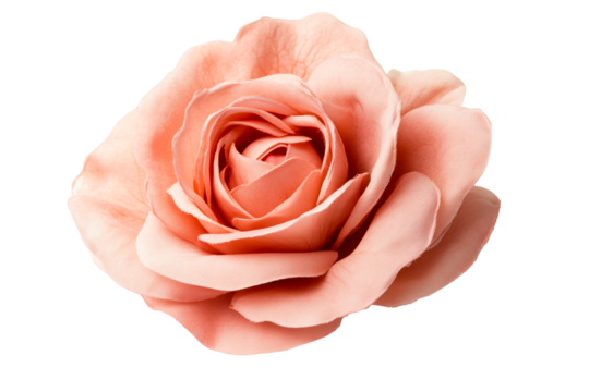 Peach rose with soft petals on a clear background