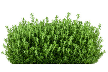 Fototapeta premium Lush green herb shrub with vibrant leaves and natural growth