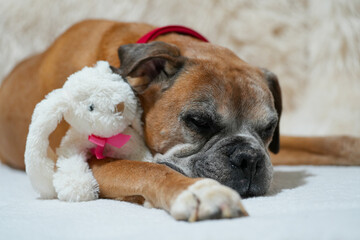 Senior Boxer dog with a graying muzzle resting on a soft bed, cuddling a plush bunny toy. A...