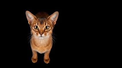 Obraz premium Portrait of a cat on a black background with text space. Ideal for pet-related designs or advertisements