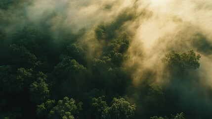 Aerial view of a lush forest enveloped in morning mist, capturing serene nature and tranquility