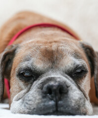 Senior Boxer dog with a graying muzzle resting its head on a soft surface, wearing a red collar. A...