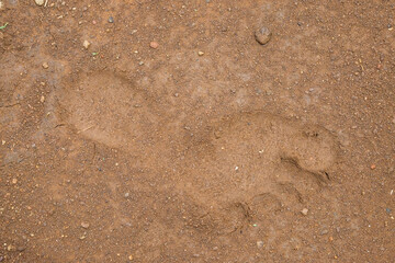 Footprints on wet ground.Copy space for text.For graphic design, banner background and 3D rendering