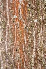 Obraz premium Nature. Trentepohlia algae growing on a tree in forest.