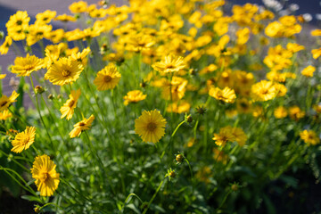 Top view of beautiful yellow daisies and green leaves. Flowers and leaves sway in the wind. The evening sun illuminates the flowers.