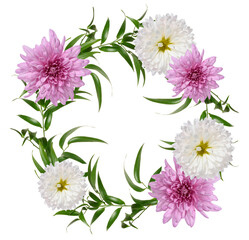 Green leaf of bridal creeper plant  and chrysanthemum buds on isolated background. Round wreath