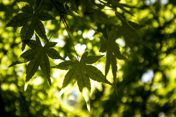 Sunlight breaks through the fresh leaves on a tree branch in a spring park. A branch of a maple with new leaves. Nature rebirth in the forest, woods.