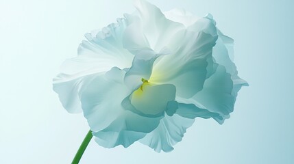   A high-resolution image of a white flower on a light blue background, featuring a green stem and a clear blue sky behind