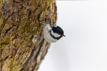 枝にとまるヒガラ