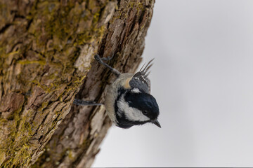 枝にとまるヒガラ