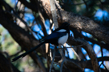 Magpie Rocky Mountain National Park