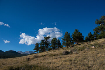 pine trees up the hill