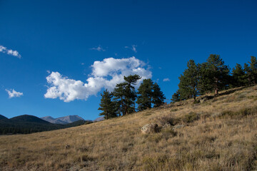 pine trees up the hill