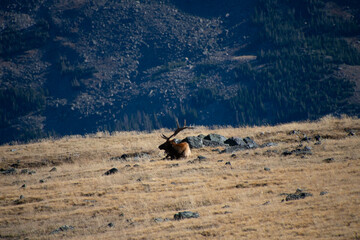 large bull elk resting in a field