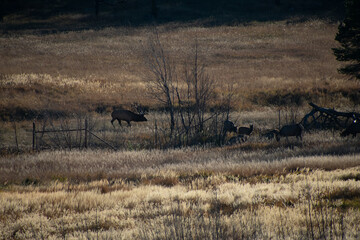 elk in a field at last light