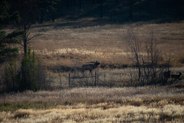 elk in a field at last light