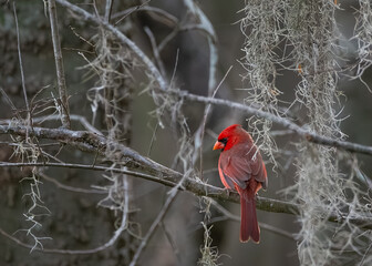 Cardinal sitting on a limb among Spanish Moss, Brazos Bend State Park, Texas
